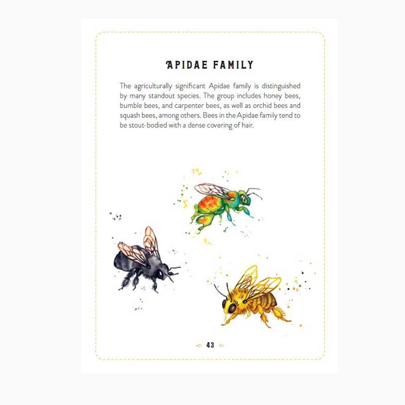 Little Book Of Bees Apidae family